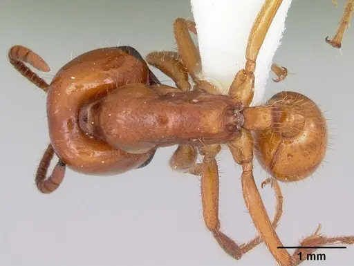 Labidus coecus specimen CASENT0104772 image casent0104772_1