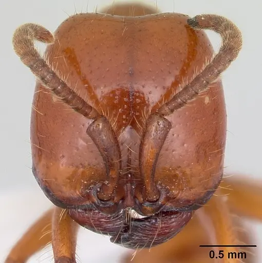 Labidus coecus specimen CASENT0104772 image casent0104772_2