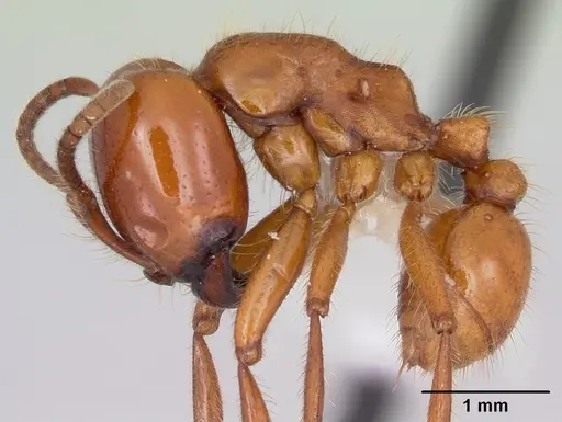 Labidus coecus specimen CASENT0104772 image casent0104772_3