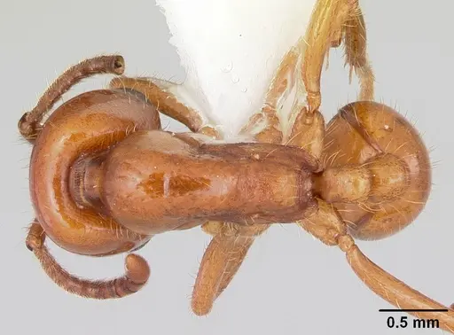 Labidus coecus specimen CASENT0104978 image casent0104978_1