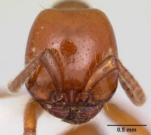 Labidus coecus specimen CASENT0104978 image casent0104978_2