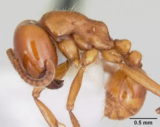 Labidus coecus specimen CASENT0104978 image casent0104978_3