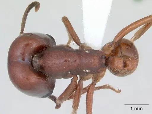 Labidus coecus specimen CASENT0173511 image casent0173511_1