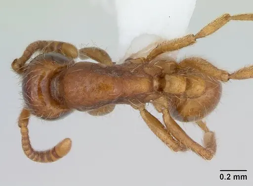 Labidus coecus specimen CASENT0173595 image casent0173595_1