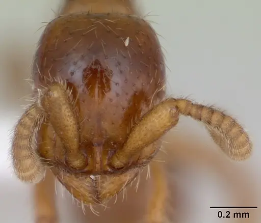 Labidus coecus specimen CASENT0173595 image casent0173595_2