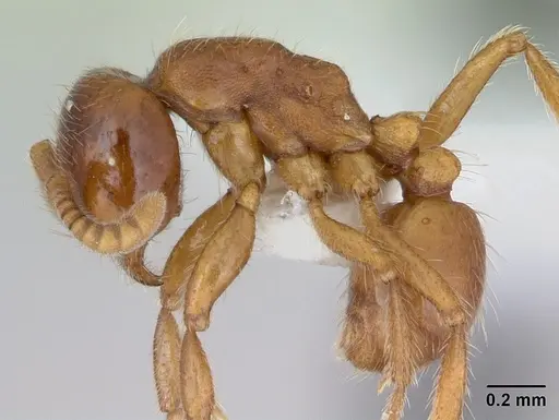 Labidus coecus specimen CASENT0173595 image casent0173595_3