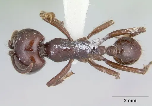 Labidus coecus specimen CASENT0178609 image casent0178609_1