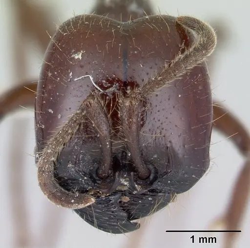 Labidus coecus specimen CASENT0178609 image casent0178609_2