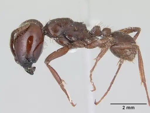 Labidus coecus specimen CASENT0178609 image casent0178609_3