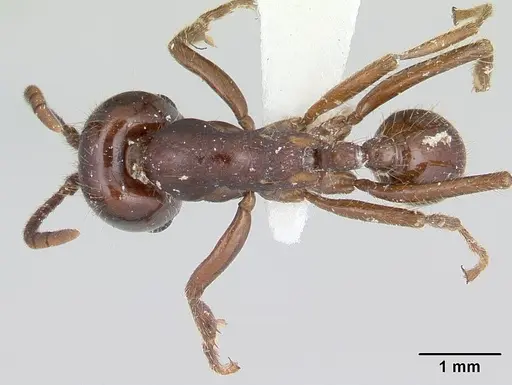 Labidus coecus specimen CASENT0178610 image casent0178610_1
