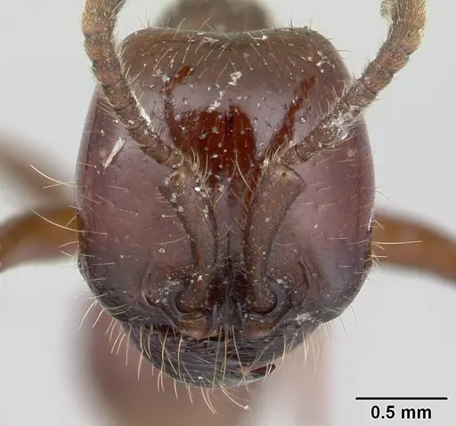 Labidus coecus specimen CASENT0178610 image casent0178610_2