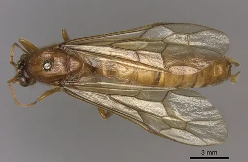 Labidus coecus specimen CASENT0248146 image casent0248146_1