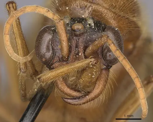 Labidus coecus specimen CASENT0248146 image casent0248146_2