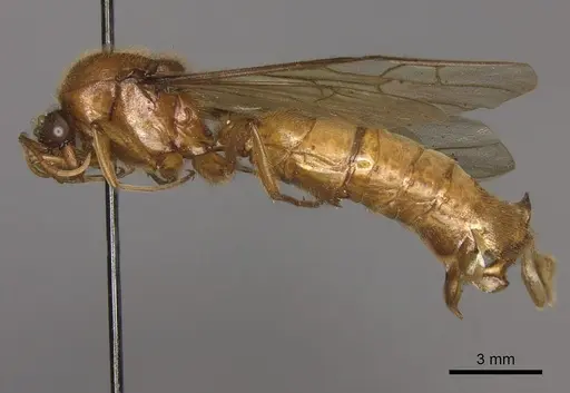 Labidus coecus specimen CASENT0248146 image casent0248146_3