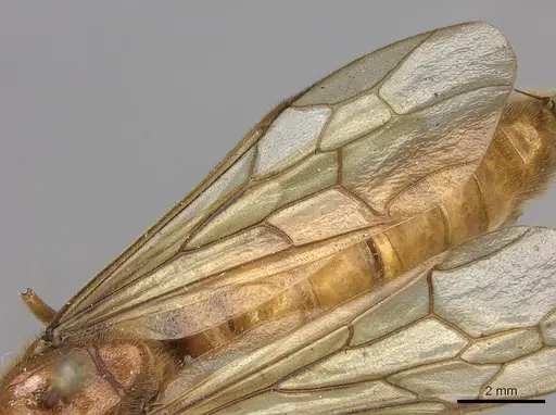 Labidus coecus specimen CASENT0248146 image casent0248146_4
