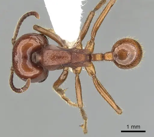 Labidus coecus specimen CASENT0249465 image casent0249465_1