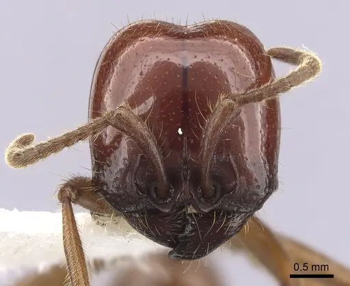 Labidus coecus specimen CASENT0249465 image casent0249465_2