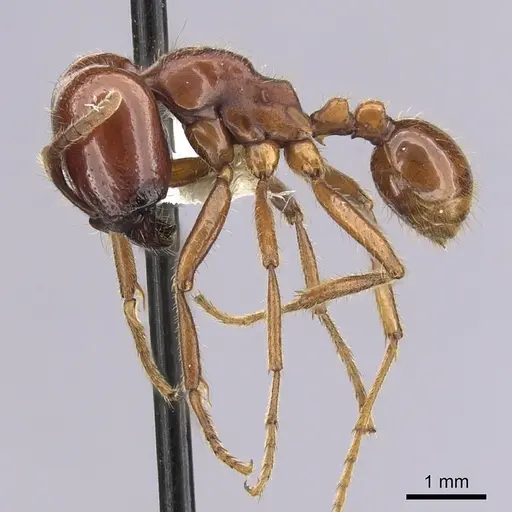 Labidus coecus specimen CASENT0249465 image casent0249465_3