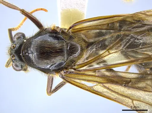 Labidus coecus specimen CASENT0642947 image casent0642947_1