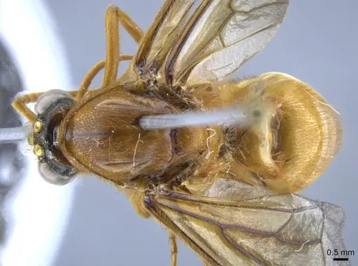 Labidus coecus specimen CASENT0650512 image casent0650512_1