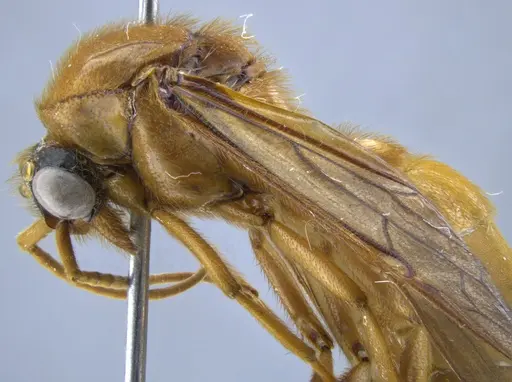 Labidus coecus specimen CASENT0650512 image casent0650512_3