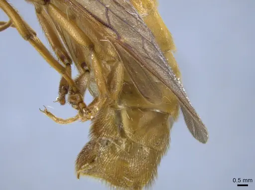Labidus coecus specimen CASENT0650512 image casent0650512_4