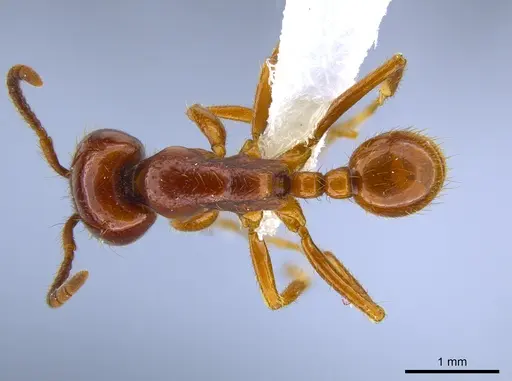 Labidus coecus specimen CASENT0651448 image casent0651448_1