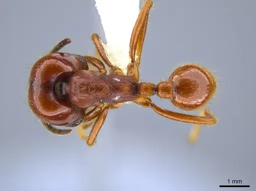 Labidus coecus specimen CASENT0651450 image casent0651450_1