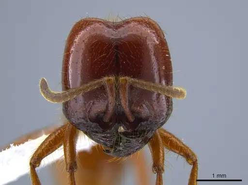 Labidus coecus specimen CASENT0651450 image casent0651450_2