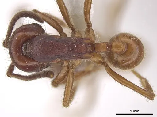 Labidus coecus specimen CASENT0653554 image casent0653554_1