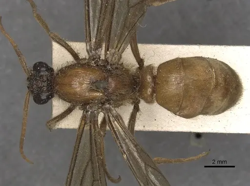 Labidus coecus specimen CASENT0901957 image casent0901957_1