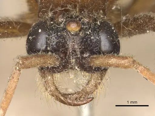 Labidus coecus specimen CASENT0901957 image casent0901957_2