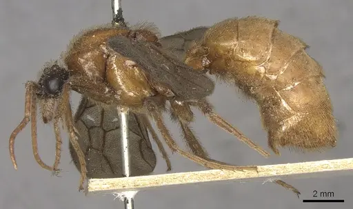 Labidus coecus specimen CASENT0901957 image casent0901957_3