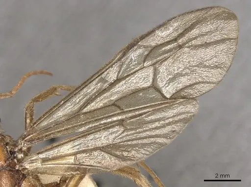 Labidus coecus specimen CASENT0901957 image casent0901957_4