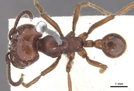 Labidus coecus specimen CASENT0902660 image casent0902660_1