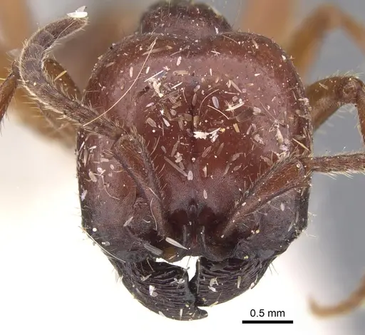 Labidus coecus specimen CASENT0902660 image casent0902660_2