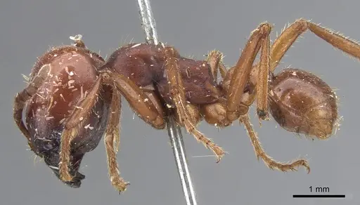 Labidus coecus specimen CASENT0902660 image casent0902660_3