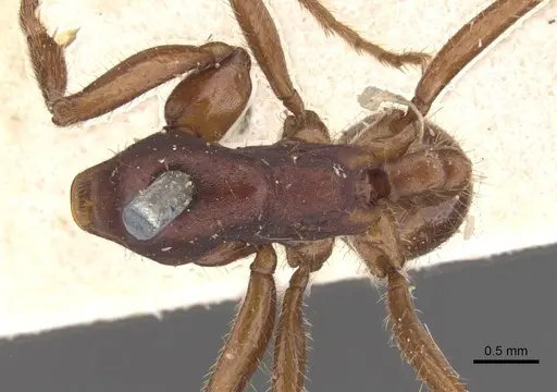 Labidus coecus specimen CASENT0902661 image casent0902661_1