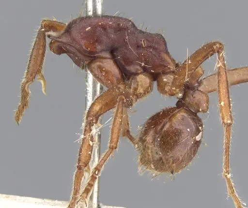 Labidus coecus specimen CASENT0902661 image casent0902661_2