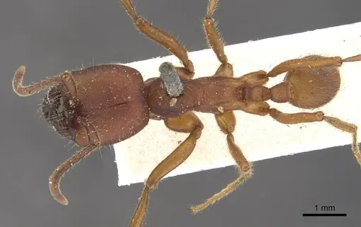 Labidus coecus specimen CASENT0902662 image casent0902662_1