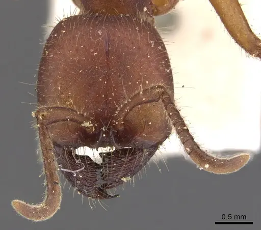 Labidus coecus specimen CASENT0902662 image casent0902662_2