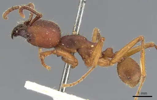 Labidus coecus specimen CASENT0902662 image casent0902662_3