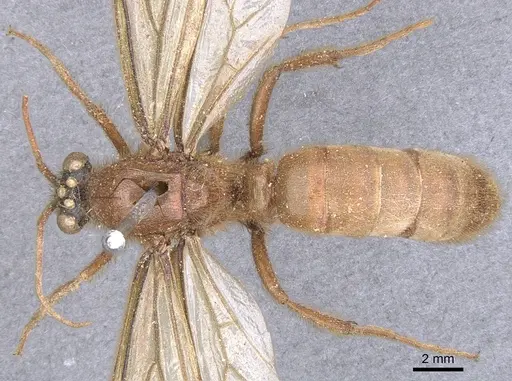 Labidus coecus specimen CASENT0902663 image casent0902663_1