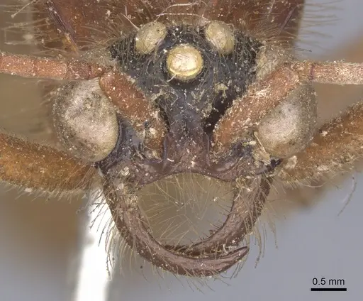 Labidus coecus specimen CASENT0902663 image casent0902663_2