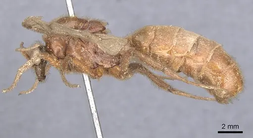 Labidus coecus specimen CASENT0902663 image casent0902663_3