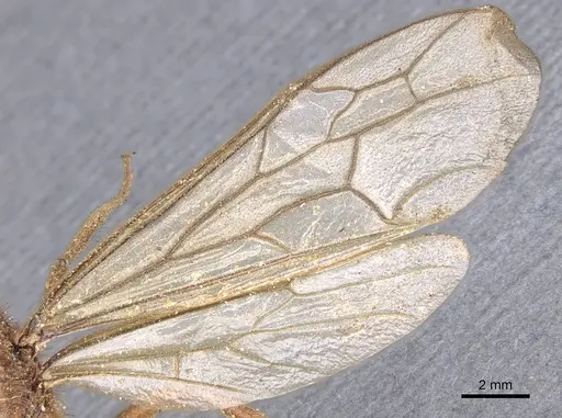 Labidus coecus specimen CASENT0902663 image casent0902663_4