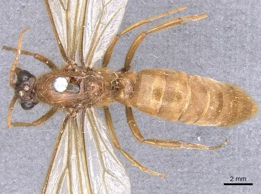 Labidus coecus specimen CASENT0902664 image casent0902664_1