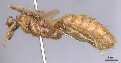 Labidus coecus specimen CASENT0902664 image casent0902664_3