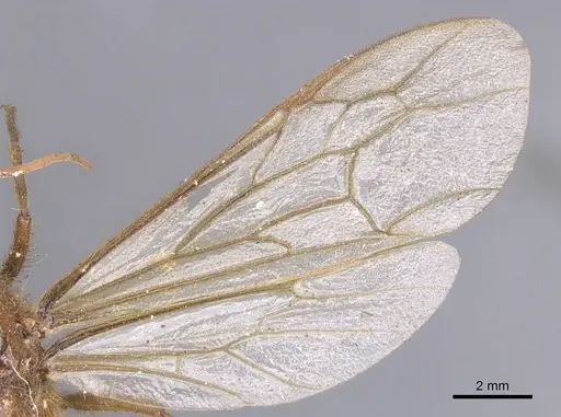 Labidus coecus specimen CASENT0902664 image casent0902664_4