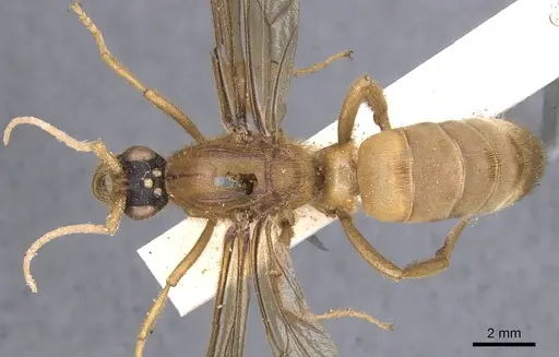 Labidus coecus specimen CASENT0902665 image casent0902665_1